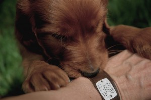 irish pup