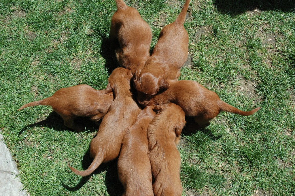 Irish Puppies, six weeks old, gathering around together.
