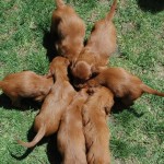 Irish Puppies, six weeks old, gathering around together.