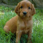 Irish pup, Rose 6 weeks old