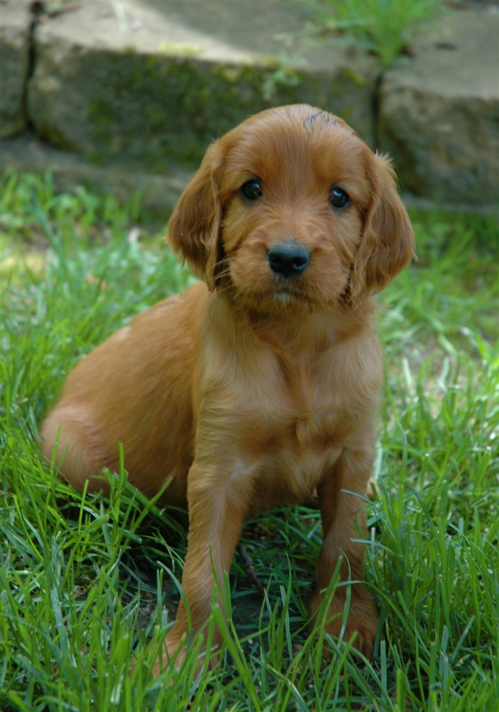 Irish pup, Rose 6 weeks old